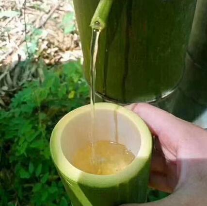 青竹酒
